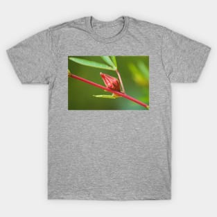 blla red bud T-Shirt